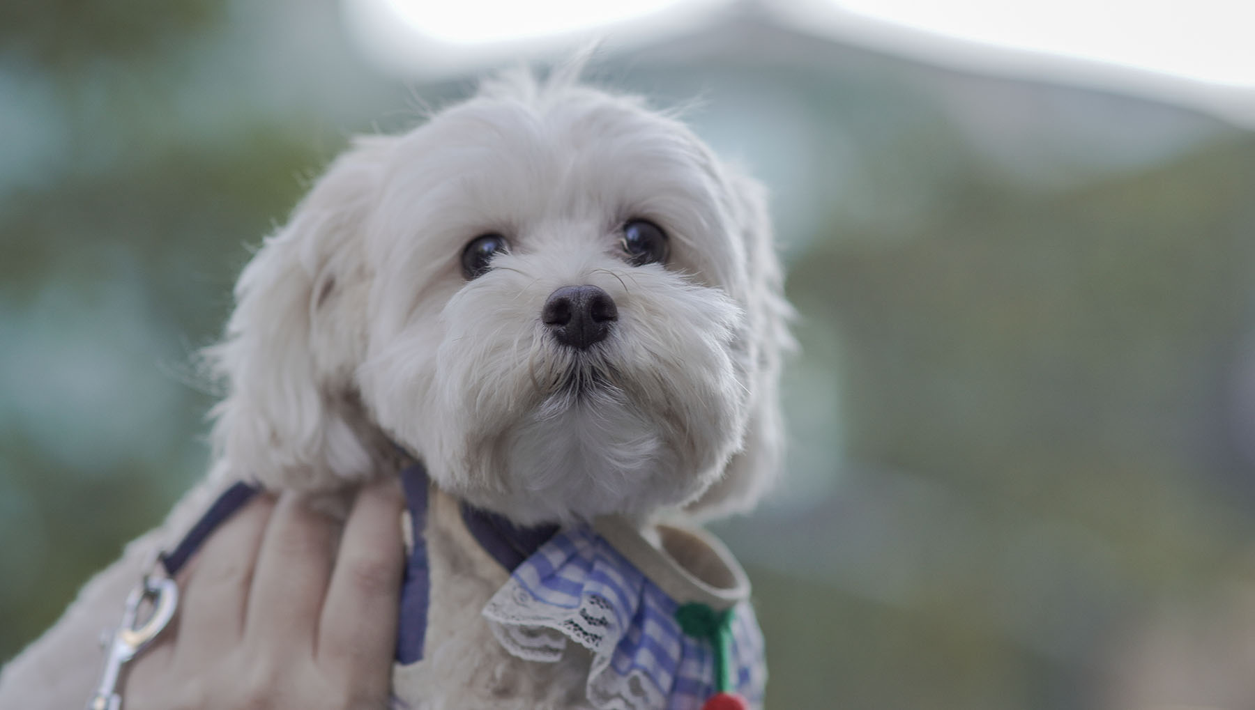 Close portrait of Honey, a small white dog, against a softly blurred green background